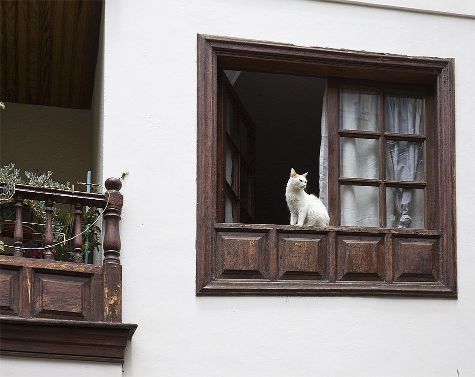 am Fenster