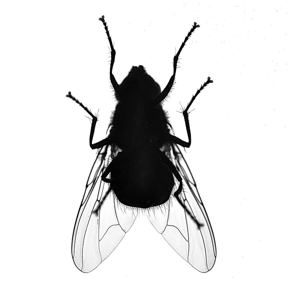..am Fenster Foto &amp; Bild natur, macro, fliegen Bilder