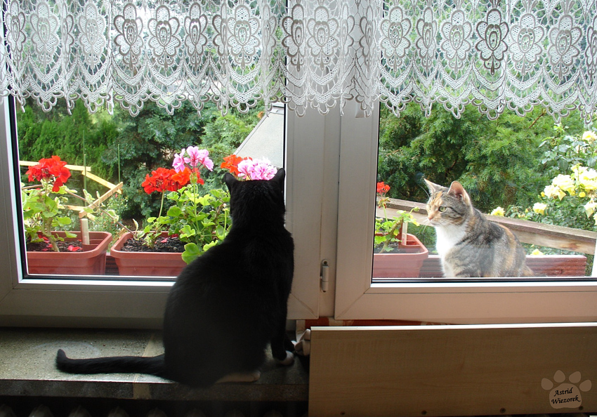 Am Fenster belauscht