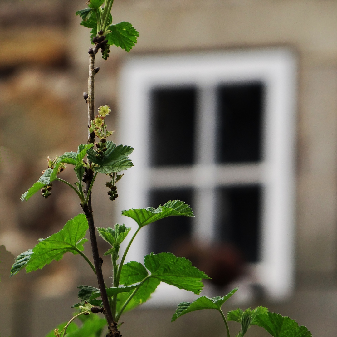 Am Fenster