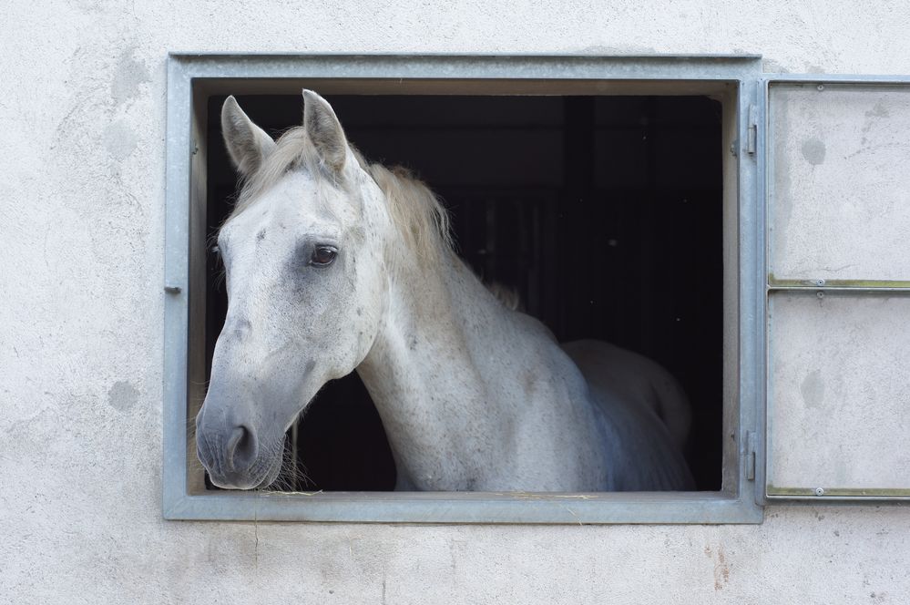 Am Fenster