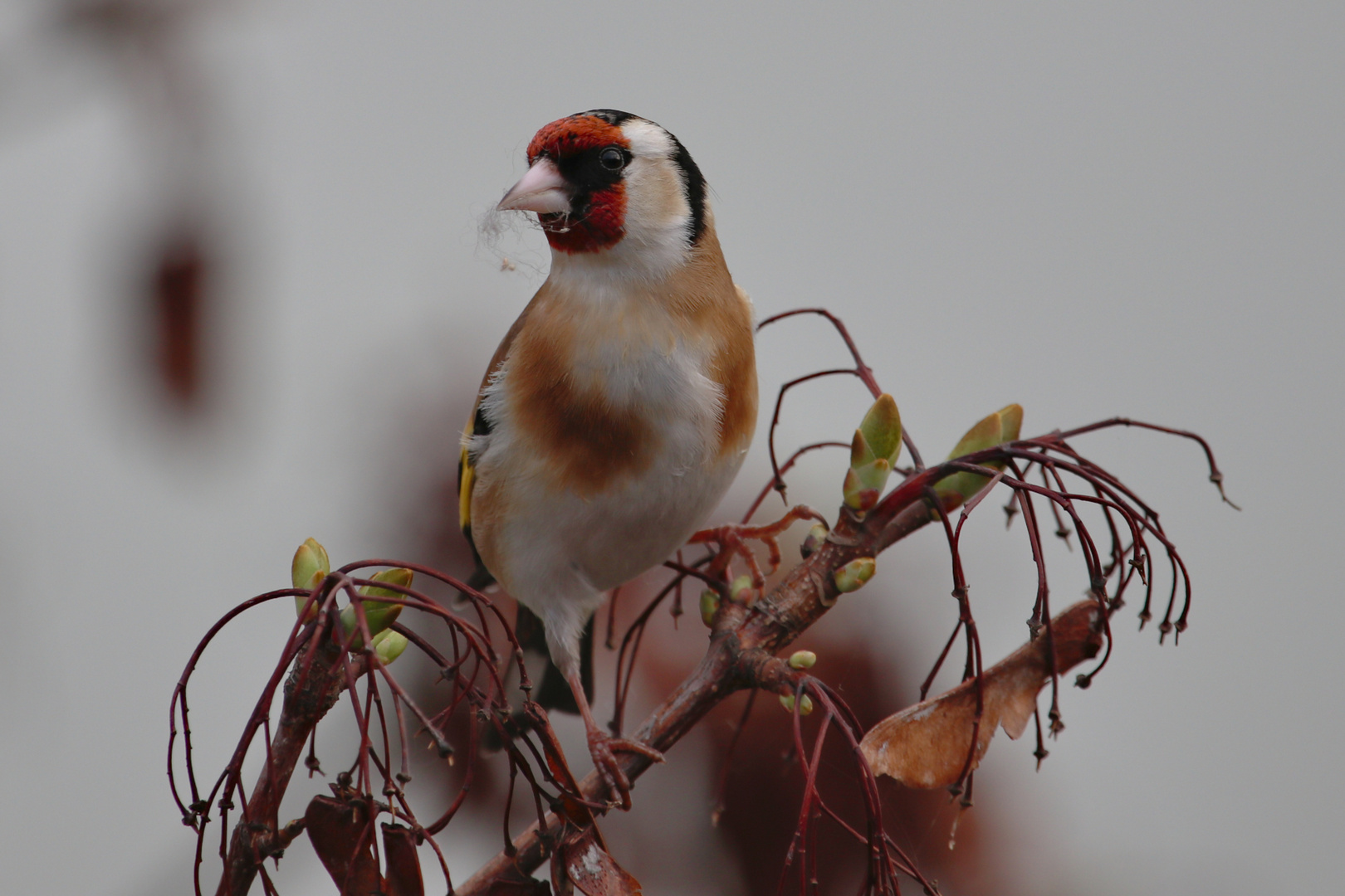 Am Fenster heute morgen