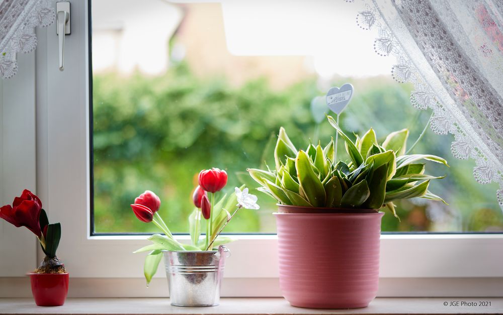 Am Fenster schöne Zimmerpflanzen