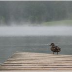 Am Ferchensee: Die Ente auf dem schiefen Steg