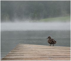 Am Ferchensee: Die Ente auf dem schiefen Steg