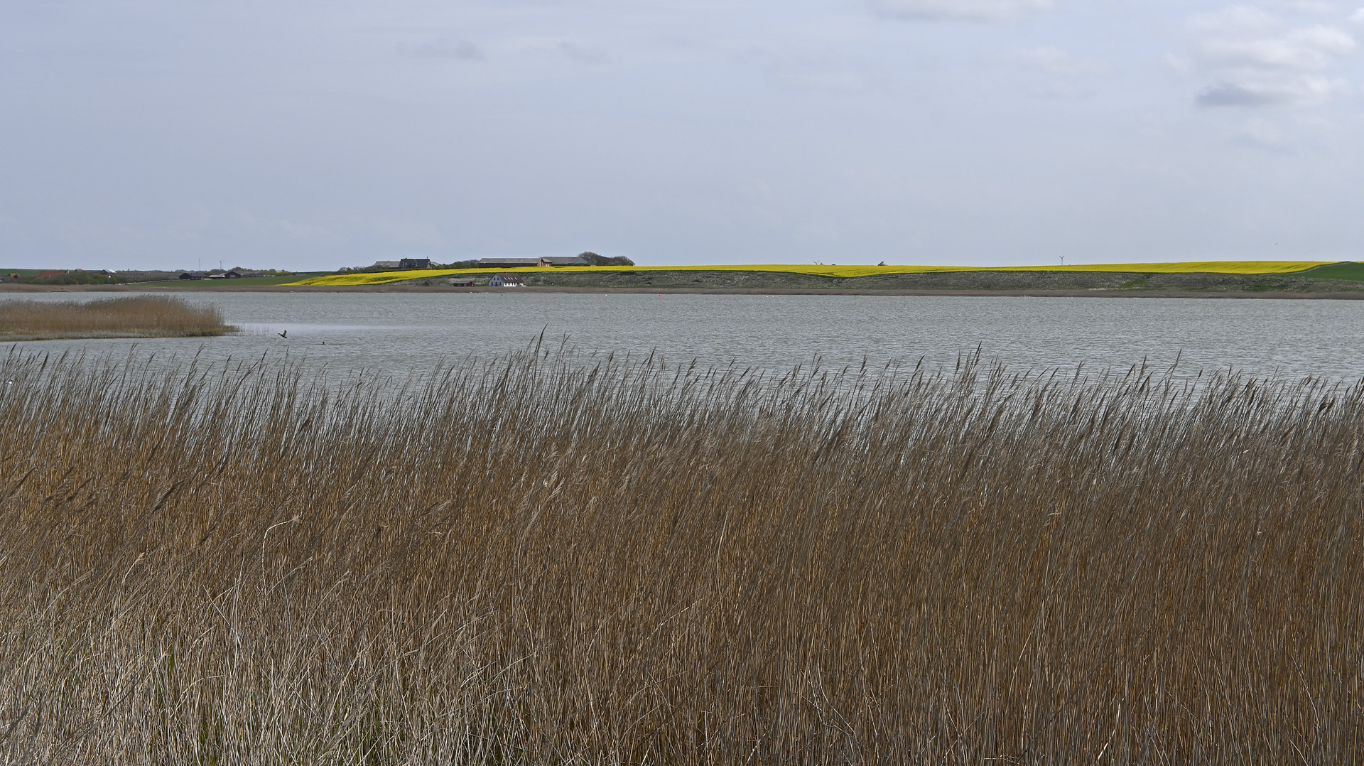 Am Ferring-See in Mitteljütland (DK) - Schilfgürtel und Rapsfelder