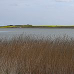 Am Ferring-See in Mitteljütland (DK) - Schilfgürtel und Rapsfelder