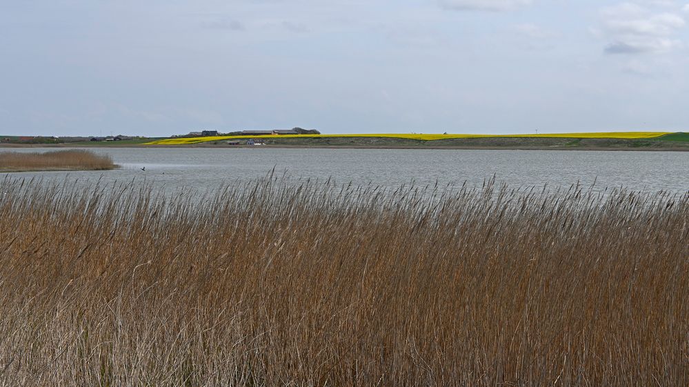 Am Ferring-See in Mitteljütland (DK) - Schilfgürtel und Rapsfelder