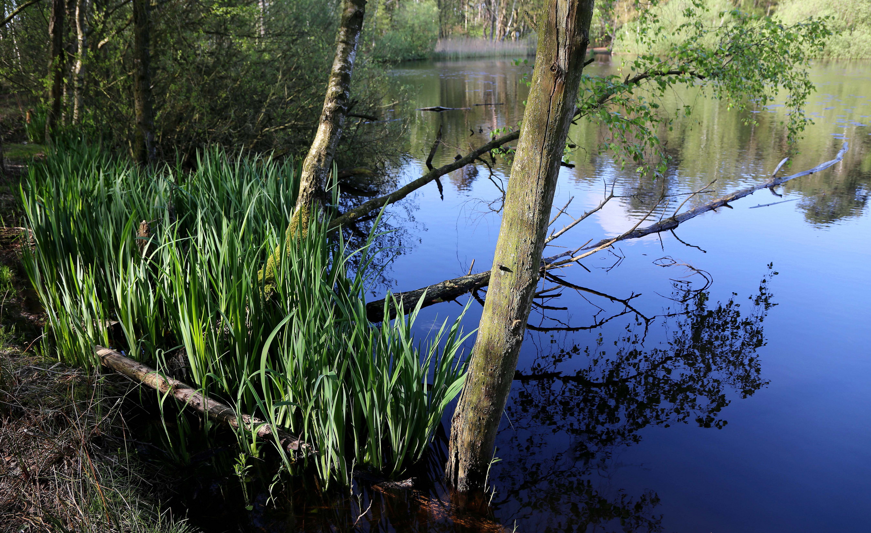 am finkenmoorweiher