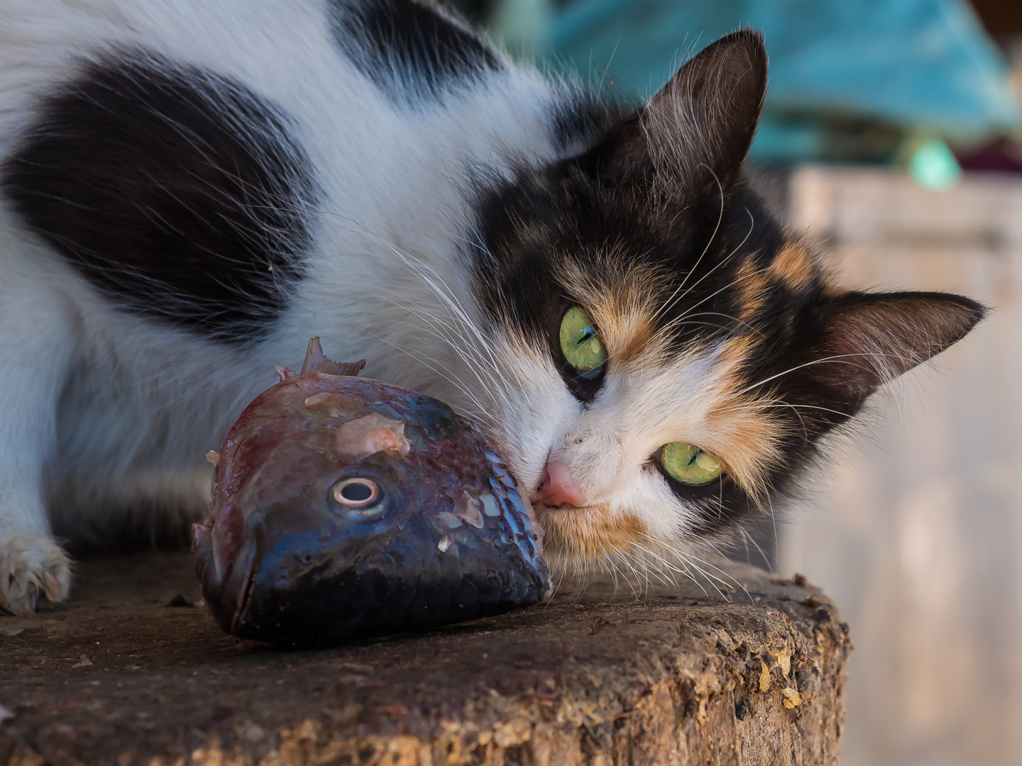 Am Fischmarkt