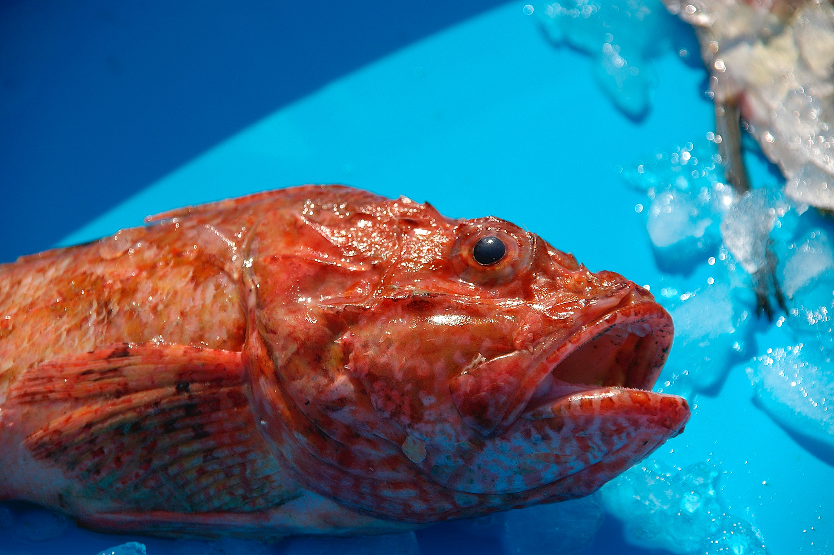 Am Fischmarkt in Blanes