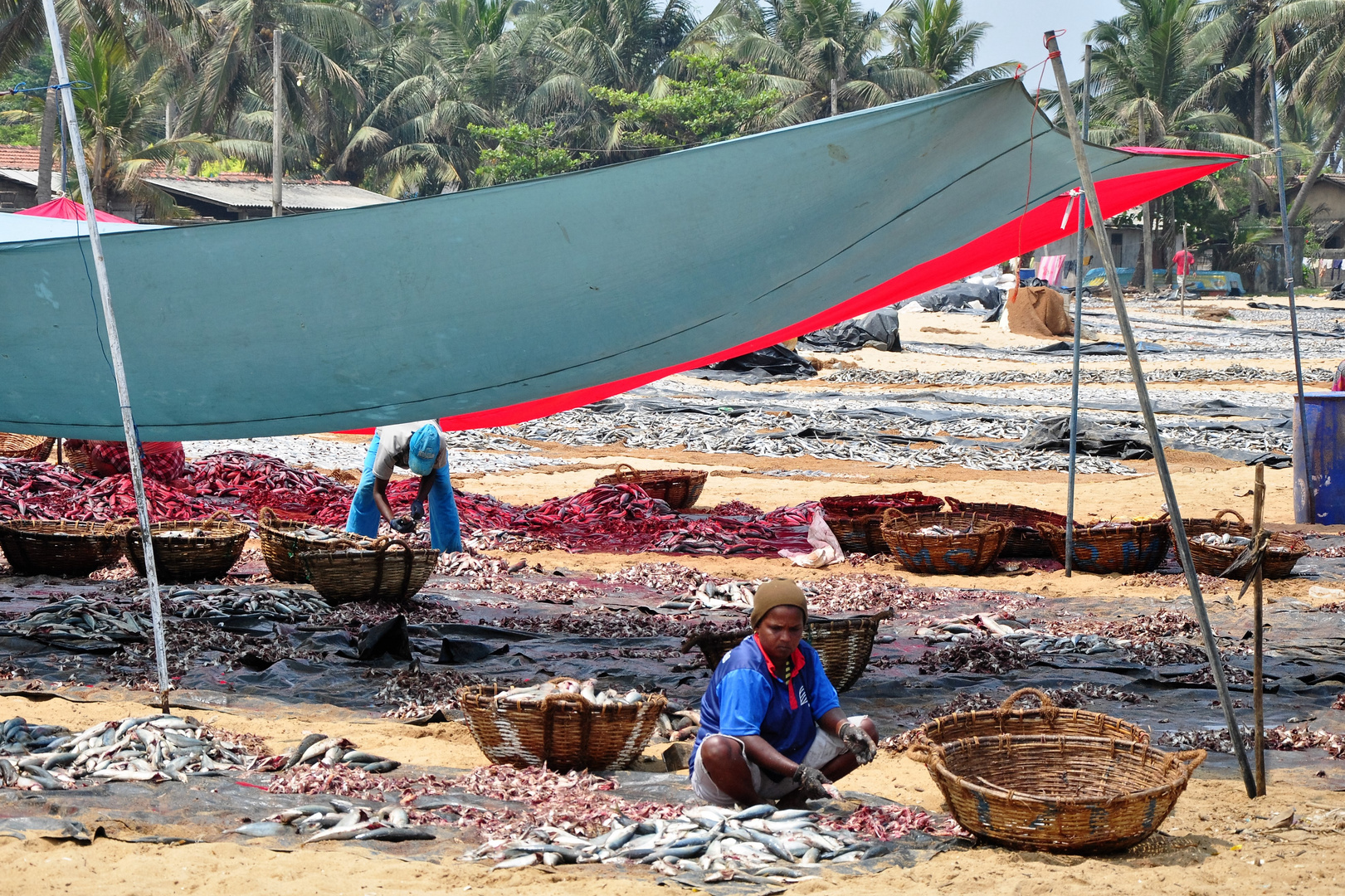 Am Fischmarkt von Negombo