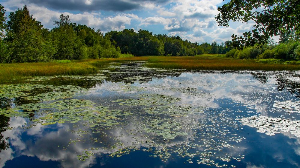 Am Fischteich in Lutterloh