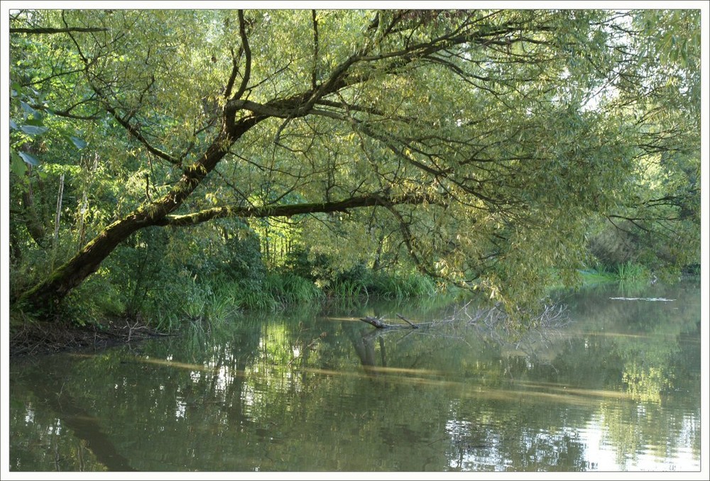 Am Fischweiher