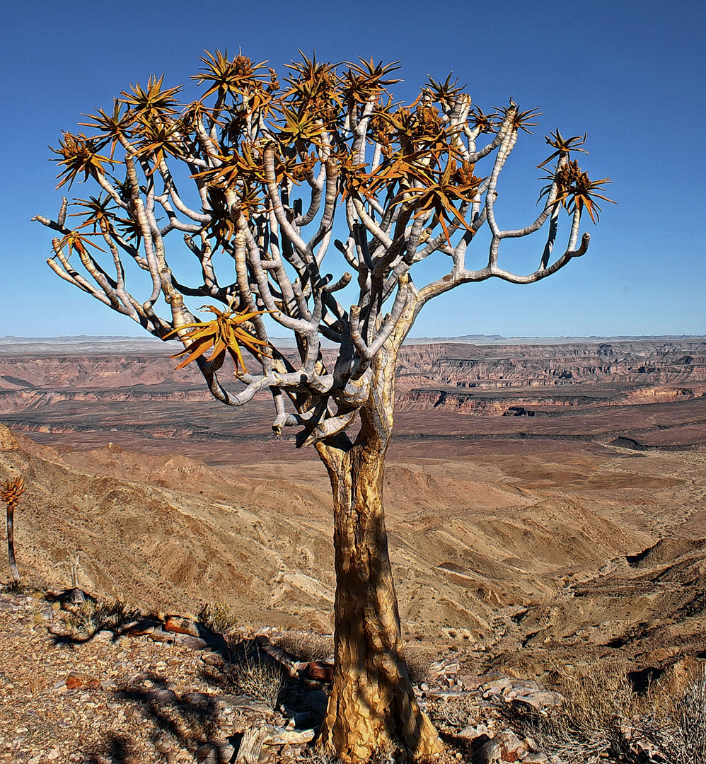 Am Fish River Canyon