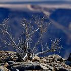 am Fish River Canyon