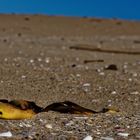 Am FKK-Strand wird man schneller braun