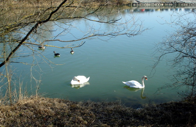 Am Flachsee bei Rottenschwil AG