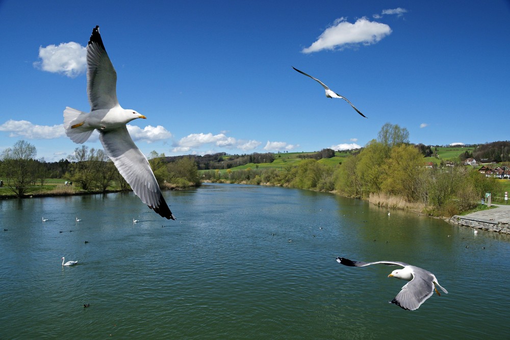 Am Flachsee