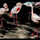Am Flamingo-Teich ist immer Rosenmontag !