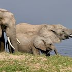  Am Fluß im Ruaha NP