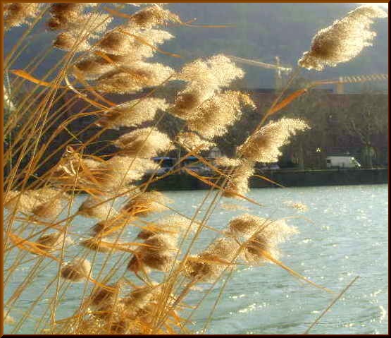 am Fluss in Heidelberg