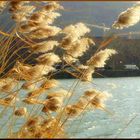 am Fluss in Heidelberg