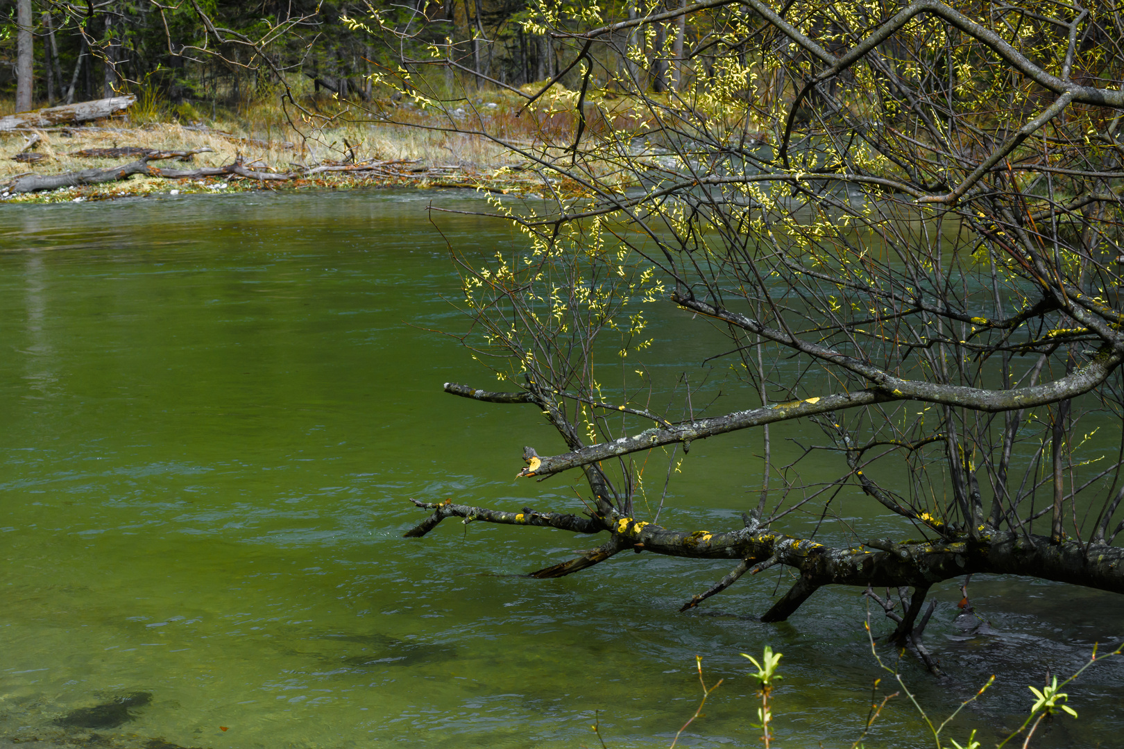 ...am Fluss, Schwarza, Höllental, N.Ö.