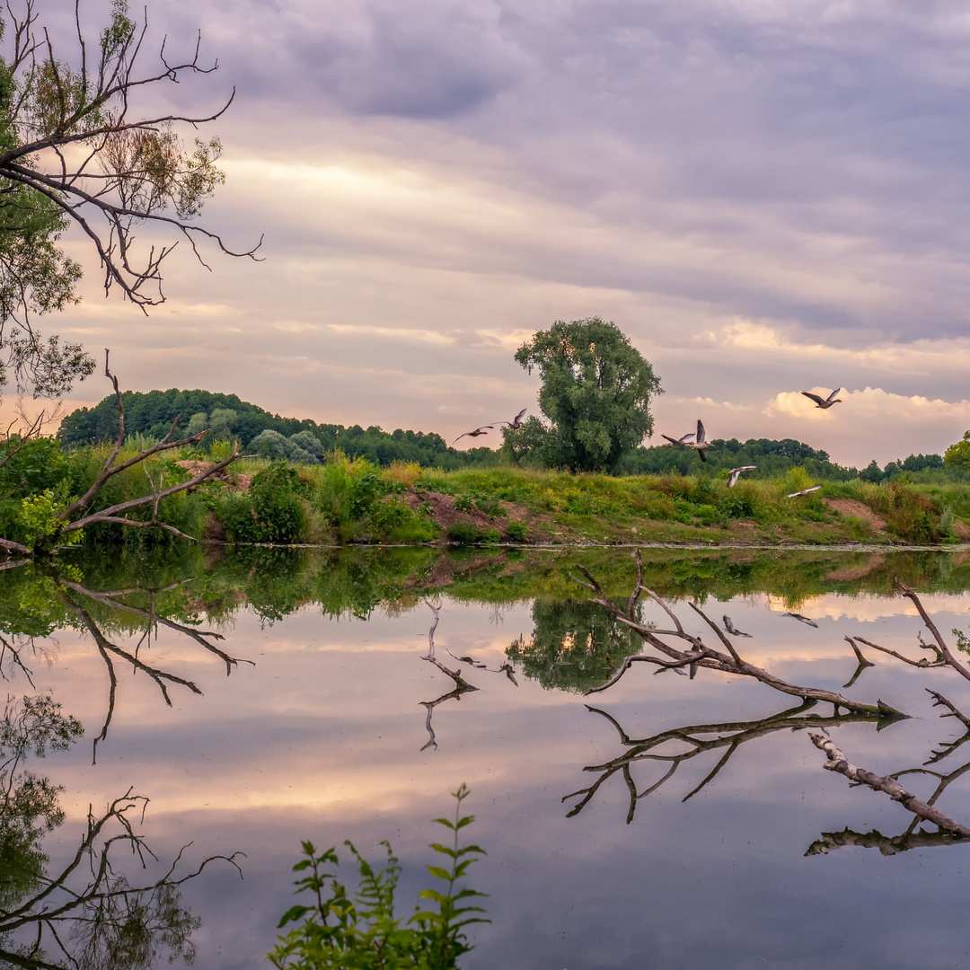 Am Fluss1 - Als mir sieben Wildgänse ins Bild flogen (alle mit Spiegelung)