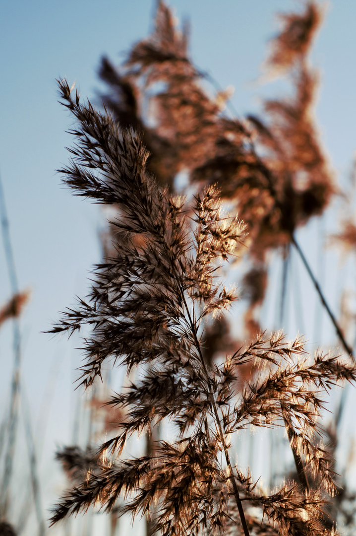 am Fluss...in der Abendsonne