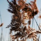 am Fluss...in der Abendsonne