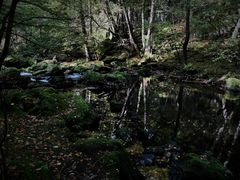 Am Flußlauf der Trieb