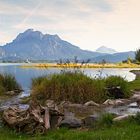 Am Forggensee I