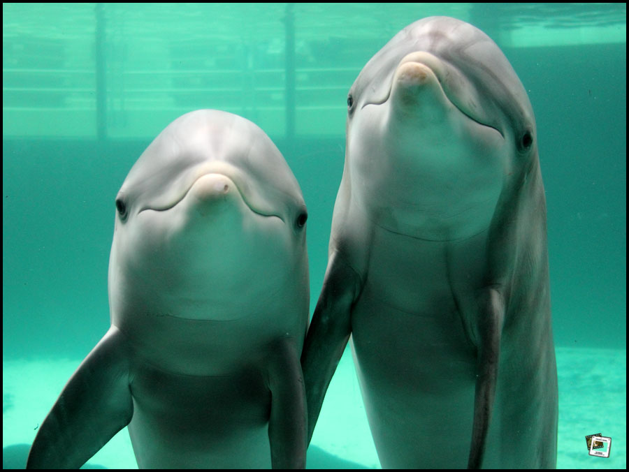 Am Fotografen sehr interessierte Delfine im Duisburger Zoo