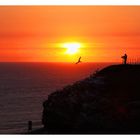 ... am Fotografenfelsen ... (Helgoland | Lummenfelsen)