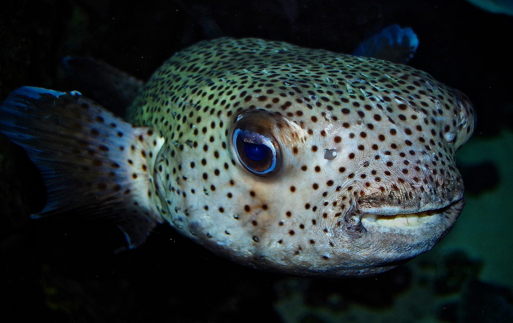 Am Freitag gibt es Fisch