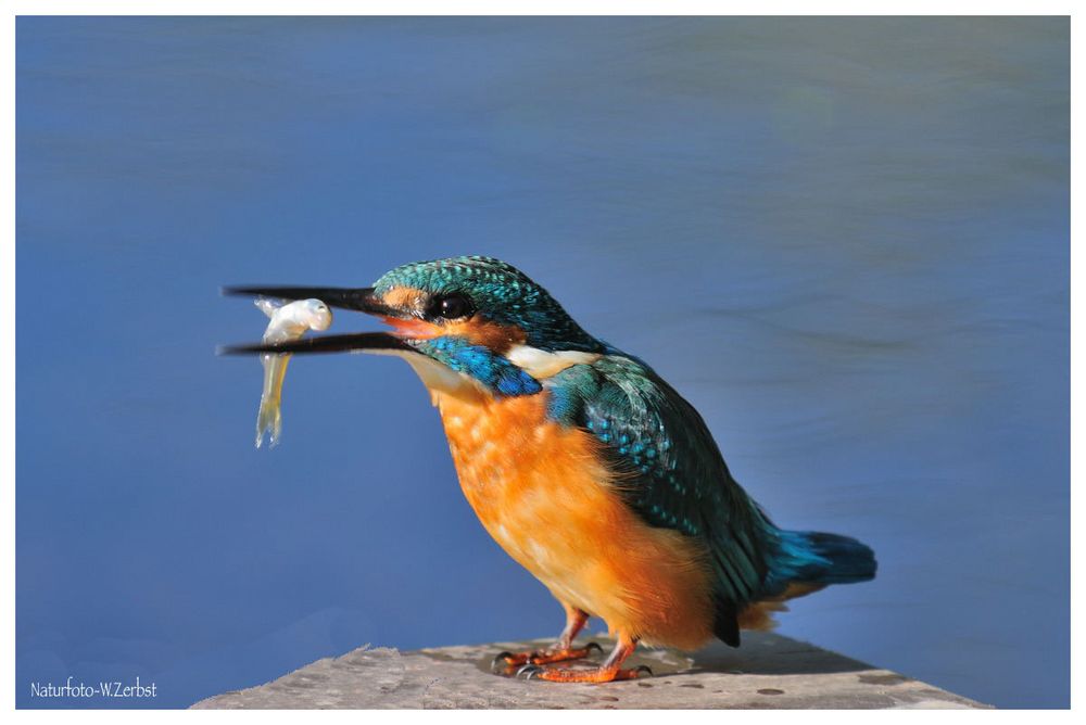 " Am Freitag gibt's Fisch "     (   Eisvogel mit Beute )