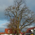 Am Friedensplatz in Ummendorf (Börde)