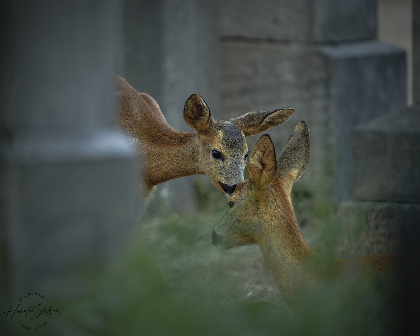 Am Friedhof ist Liebe 