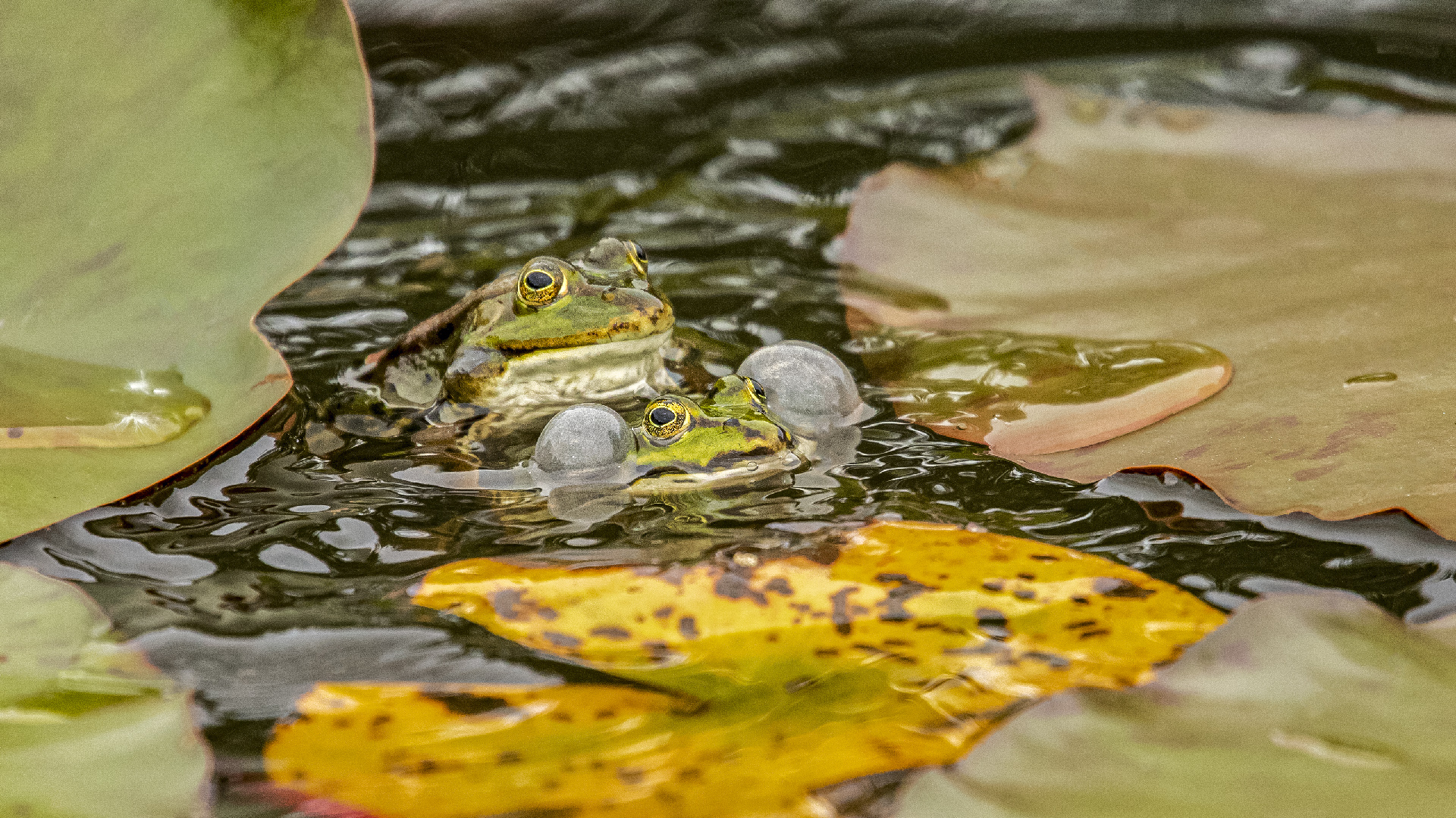 Am Froschteich 03