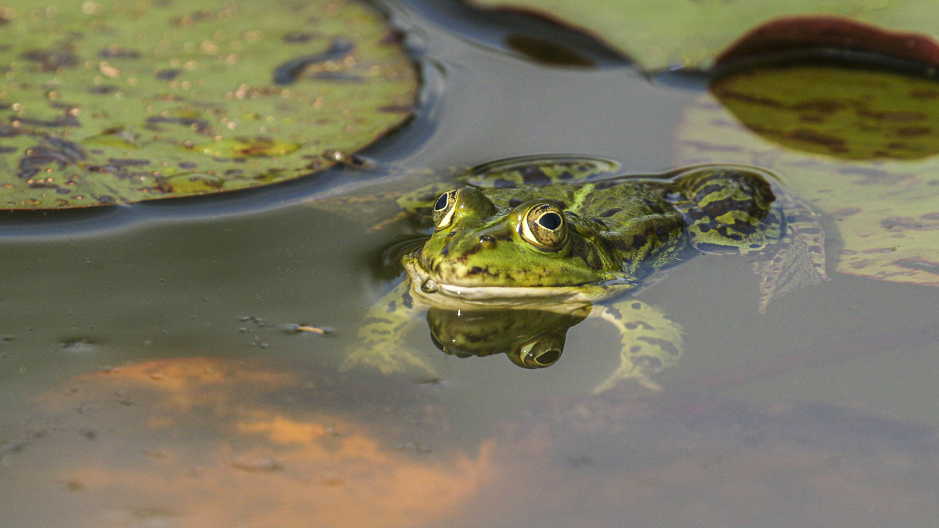 Am Froschteich