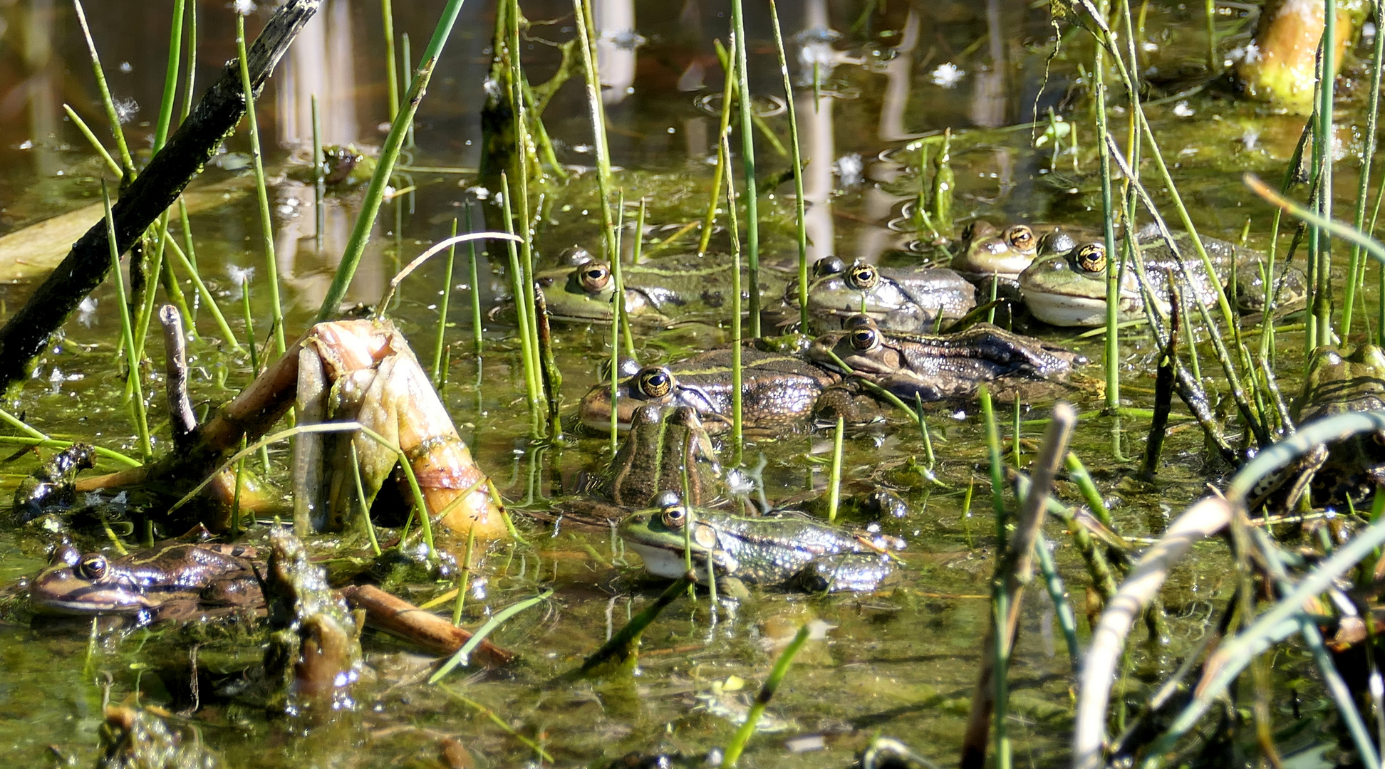 Am Froschteich