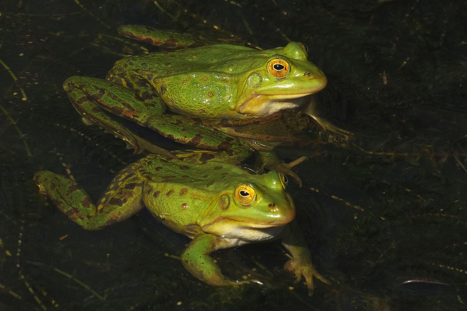 Am Froschtümpel 1 (Grünfrösche)