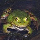 Am Froschtümpel 2 (Grünfrosch)