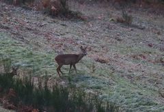 Am frostigen Morgen