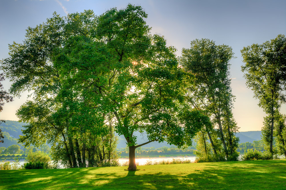 Am frühen Abend im Rheinpark 2