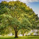 Am frühen Abend im Rheinpark