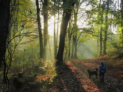 Am frühen Abend im Wald