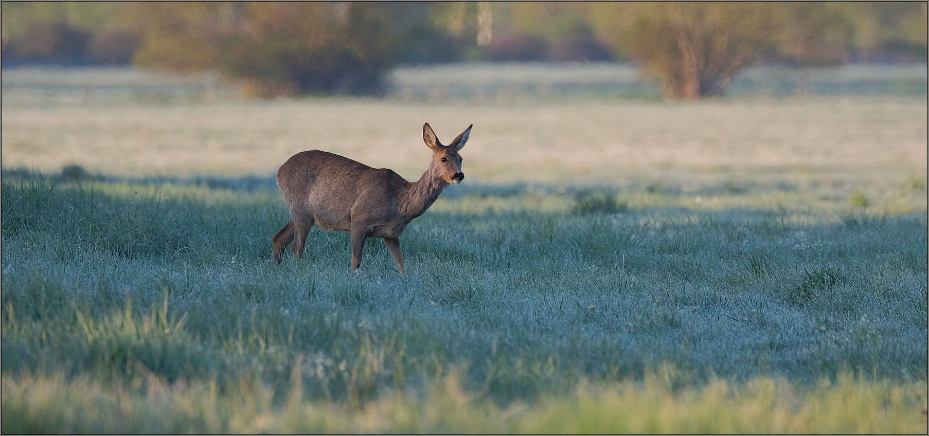 Am frühen Morgen...