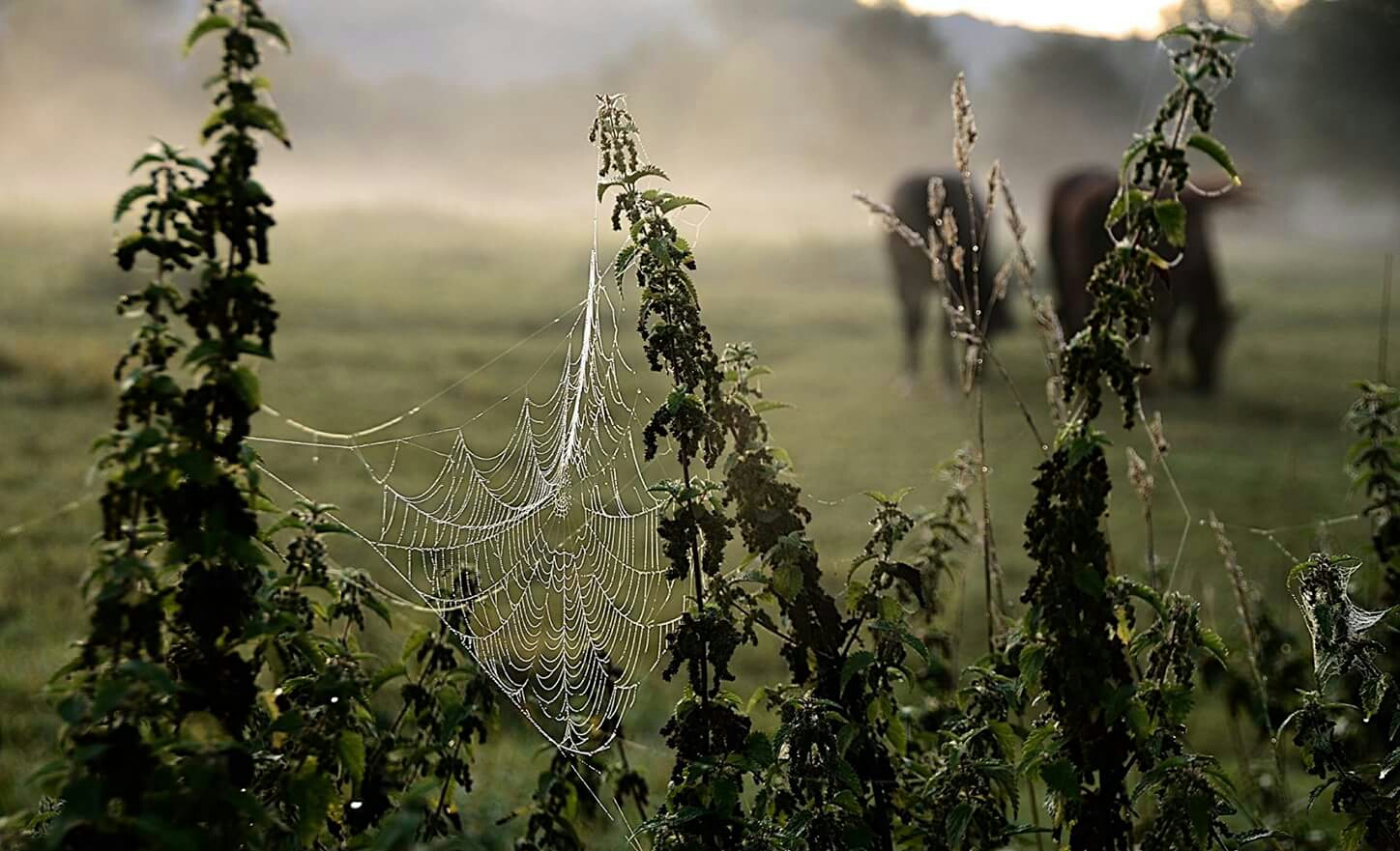 Am frühen Morgen (1)